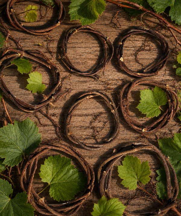 Muscadine Vine